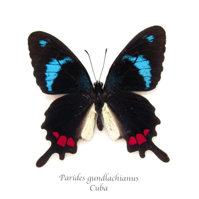 Very rare real blue Cattleheart butterfly framed taxidermy - Parides gundlachianus - large female