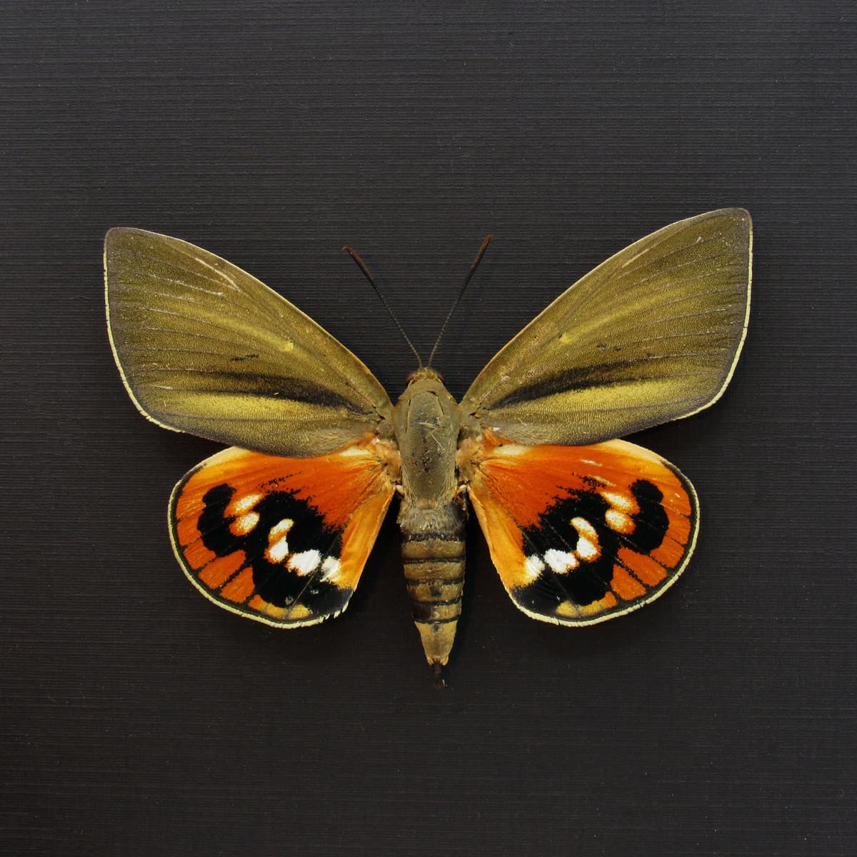 Rare Orange Castniid moth framed taxidermy - Paysandisia archon - large female