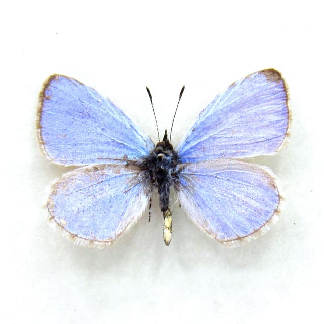 Real tiny lavender Lucia Azure butterfly framed taxidermy - Celastrina lucia
