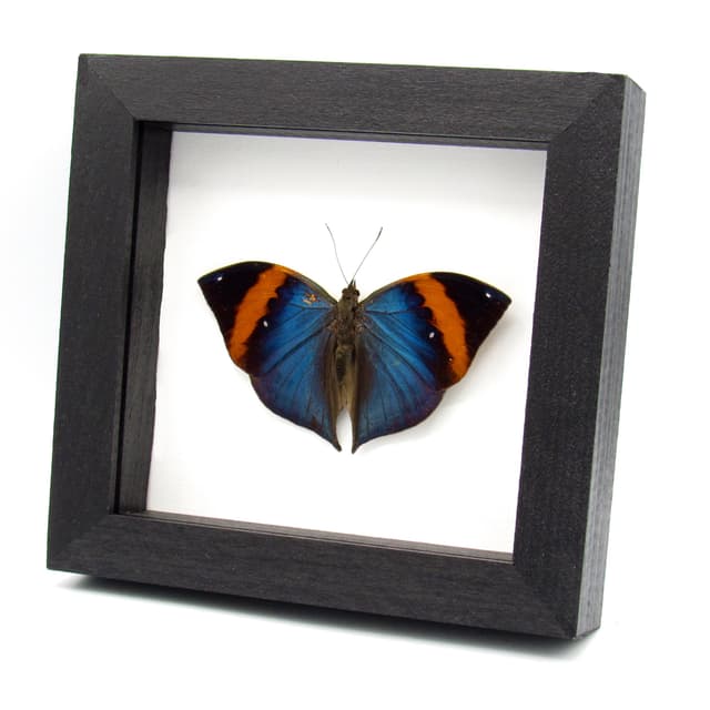 Rare Blue Leaf butterfly taxidermy - Kallima limborgii - Victorian mount
