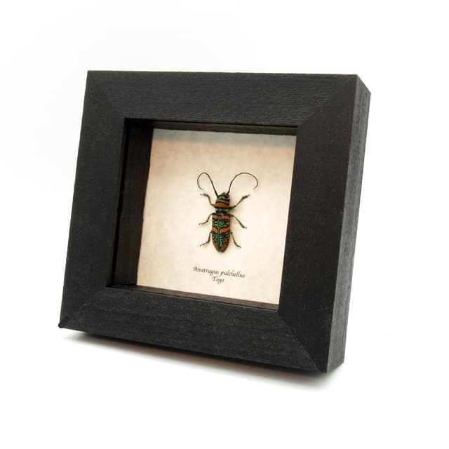Real African Longhorn beetle framed taxidermy - Anatragus pulchellus