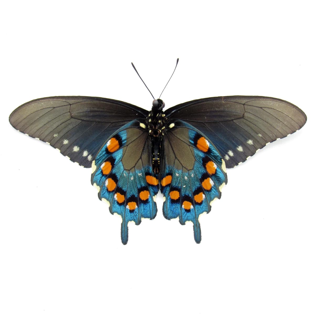 Real metallic Pipevine swallowtail framed taxidermy - Battus philenor - Victorian mount