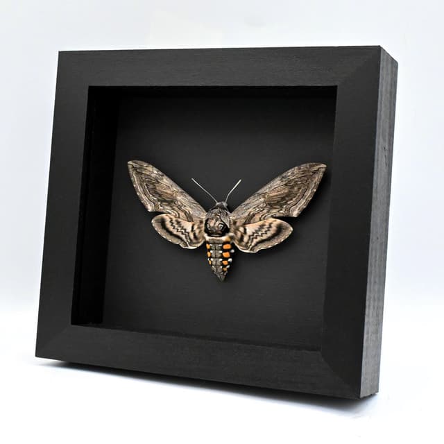 Real Five-Spotted Hawkmoth framed taxidermy - Manduca quinquemaculata