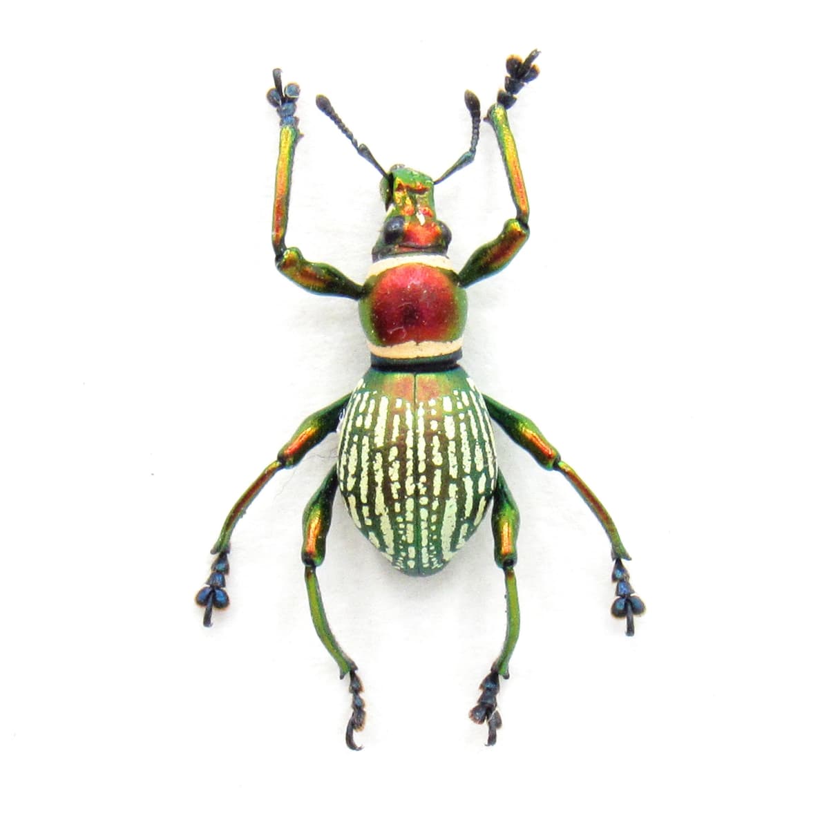 Real metallic red weevil beetle framed specimen - Pachyrhynchus species