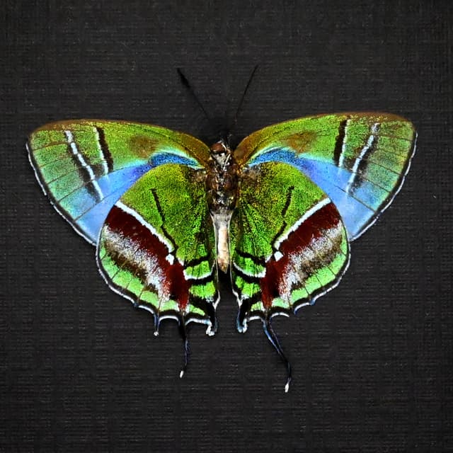 Rare green hairstreak butterfly framed - Evenus gabriela - female - Victorian mount