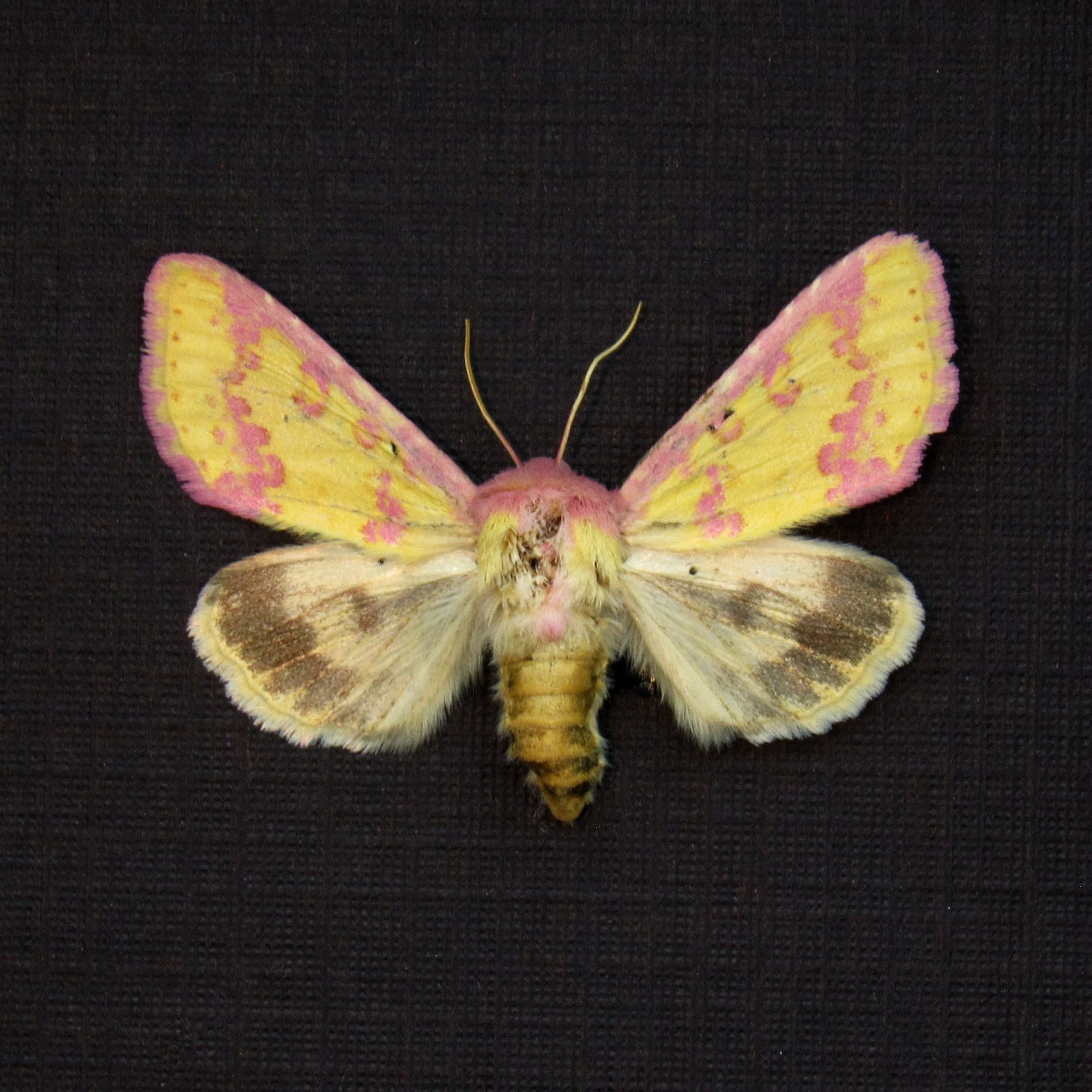 Real tiny pink Noctuid moth framed taxidermy - Erythroecia suavis