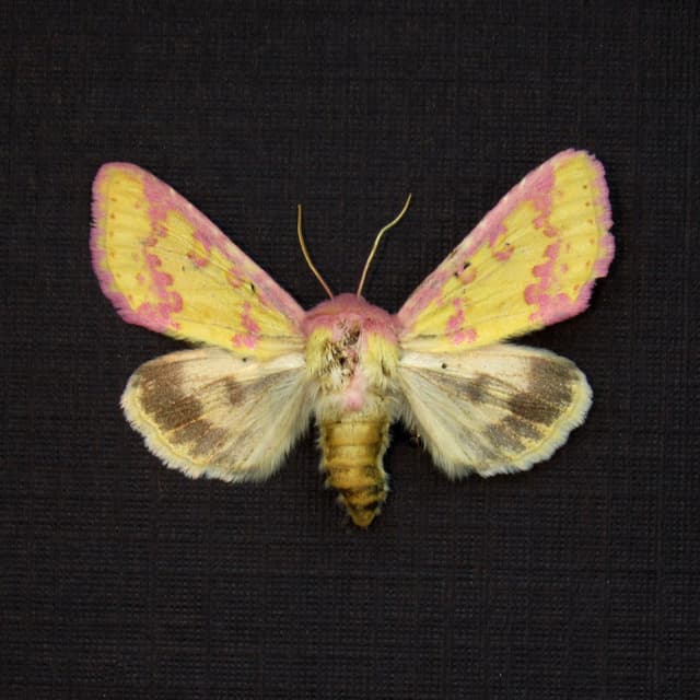Real tiny pink Noctuid moth framed taxidermy - Erythroecia suavis