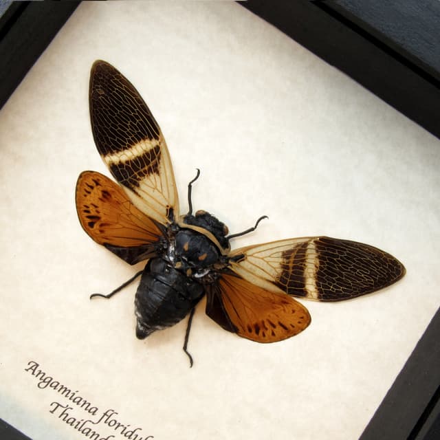 Real orange Giant Cicada framed taxidermy - Angamiana floridula