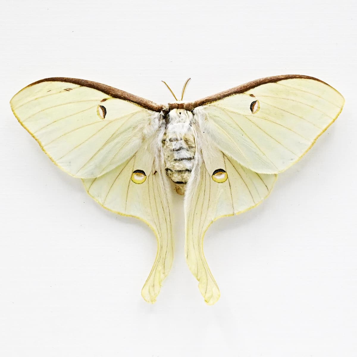 Real large Luna Moon moth framed taxidermy - Actias luna - female - Victorian mount - minor damage/repair