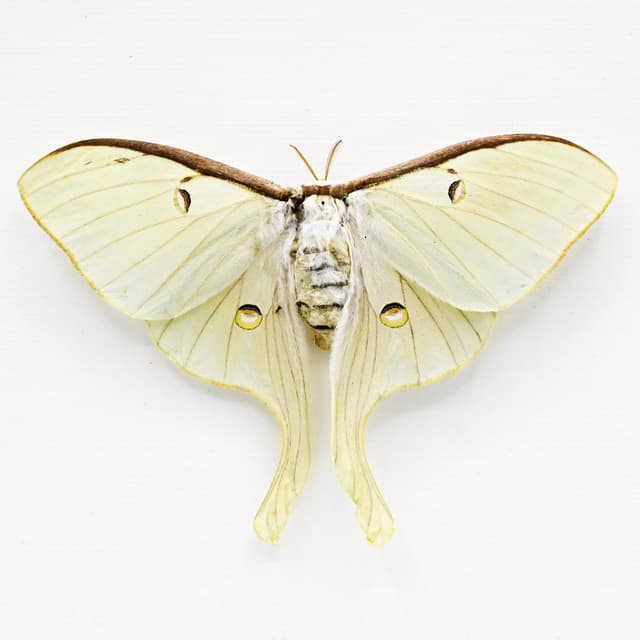 Real large Luna Moon moth framed taxidermy - Actias luna - female - Victorian mount - minor damage/repair