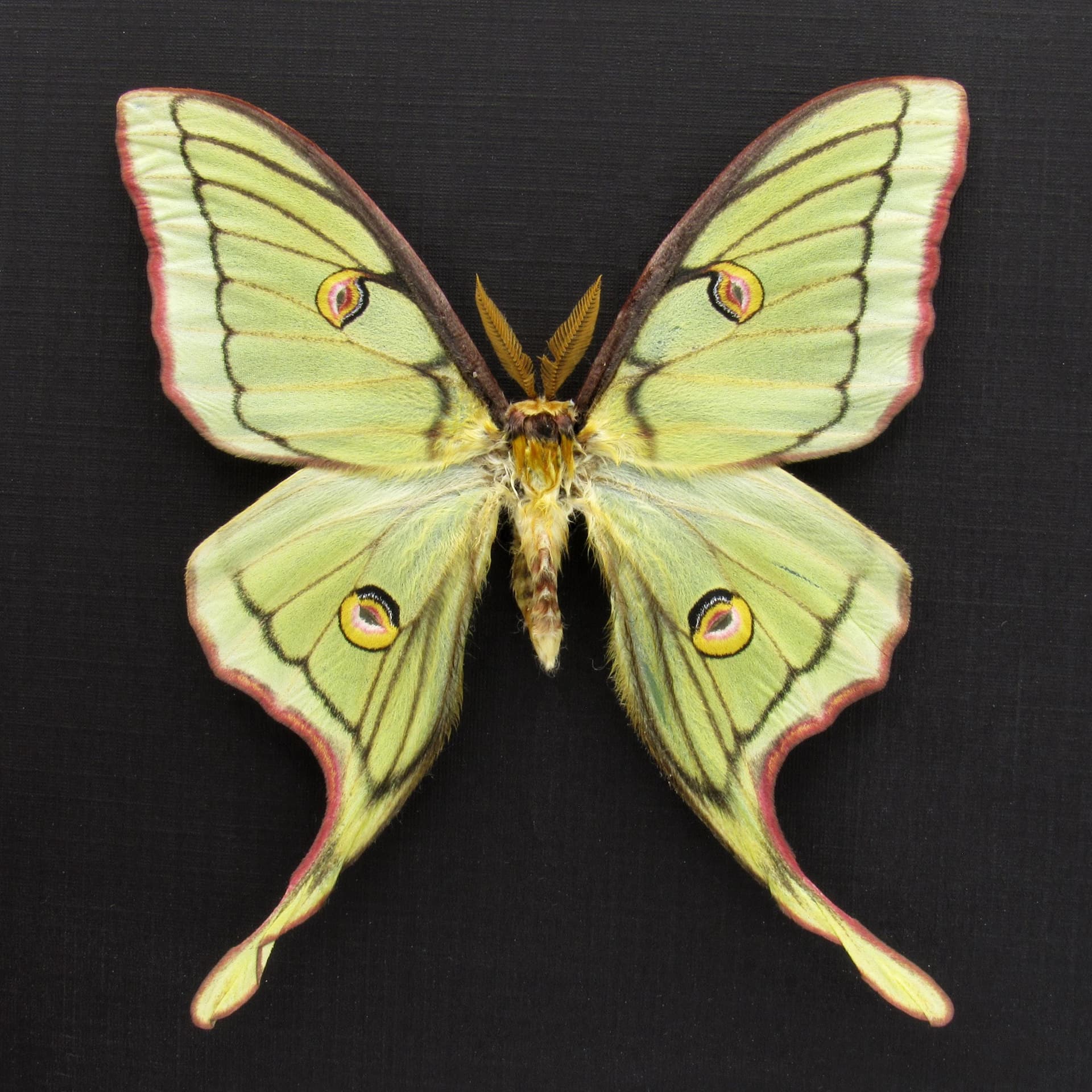 Very rare Hybrid Moon moth framed specimen - Actias luna x Graellsia isabellae