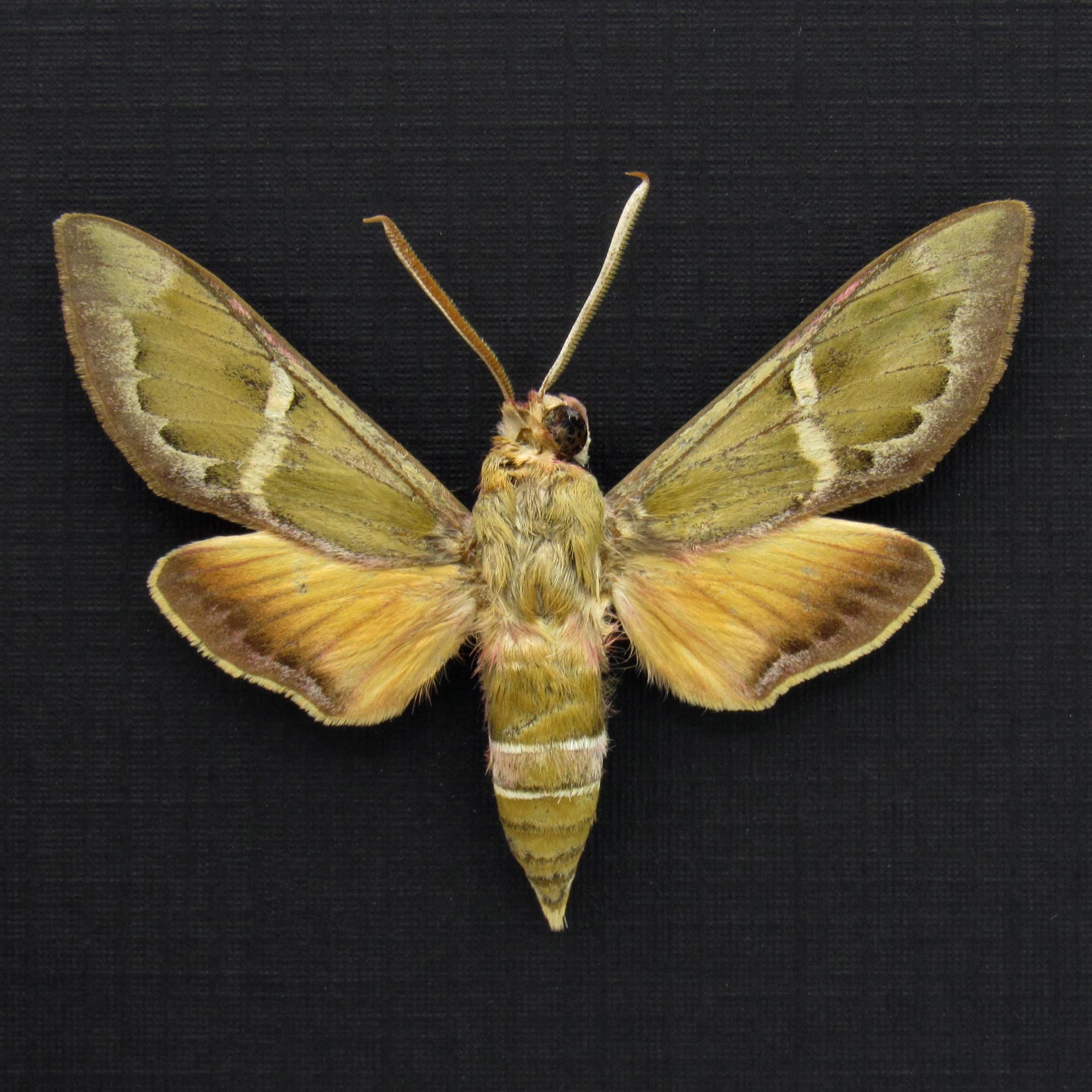 Rare green Madder Hawkmoth framed taxidermy - Rethera komarovi