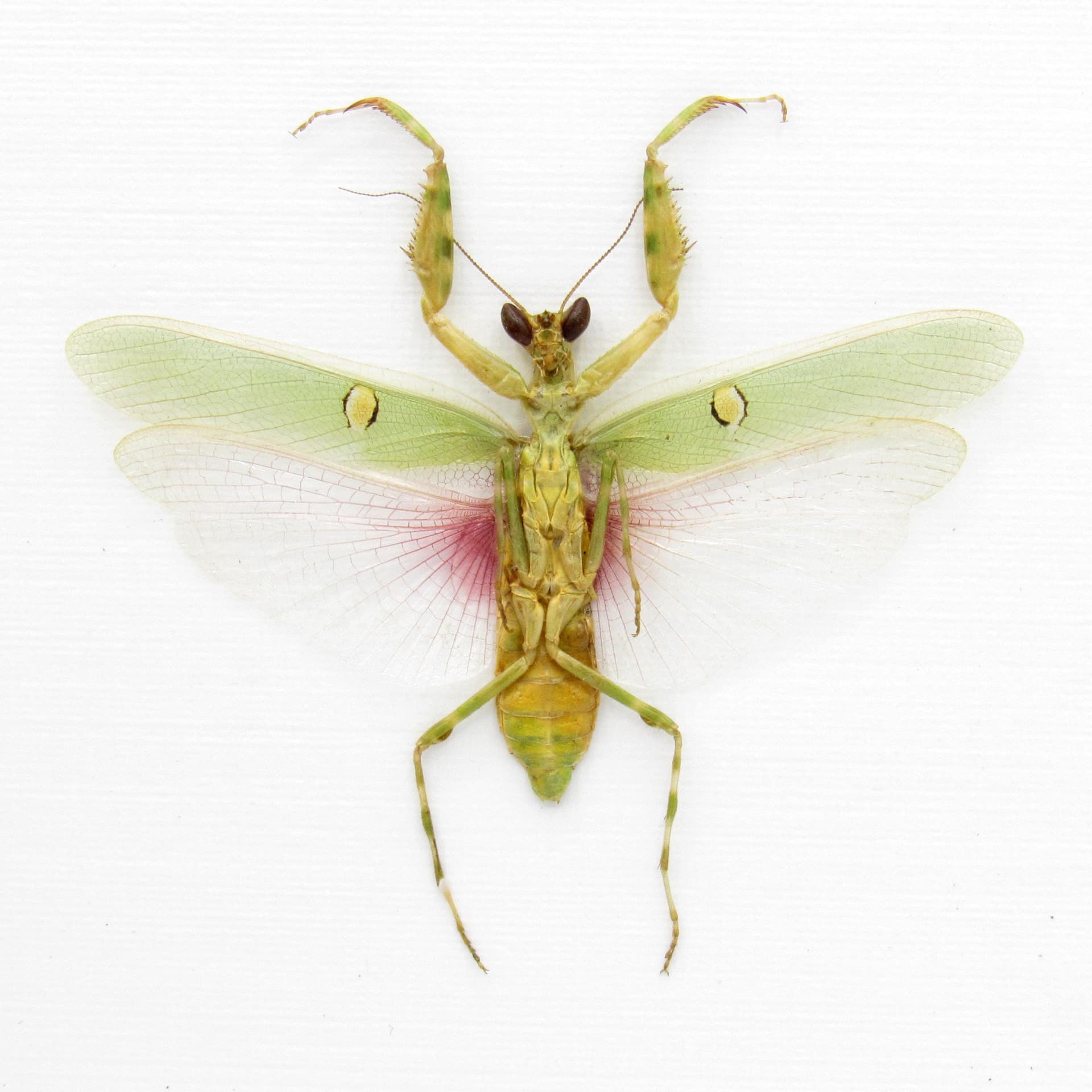 Real Indian Flower Mantis framed taxidermy - Creobroter gemmatus