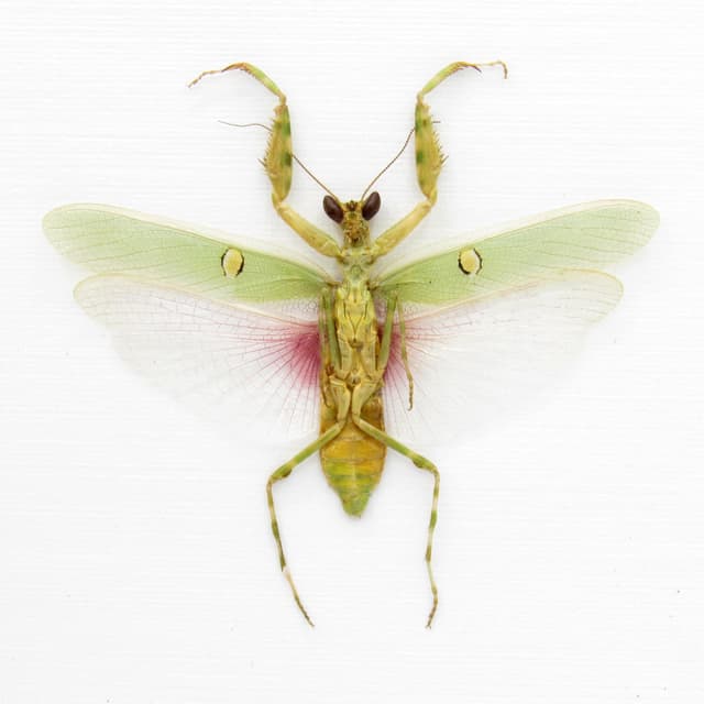 Real Indian Flower Mantis framed taxidermy - Creobroter gemmatus