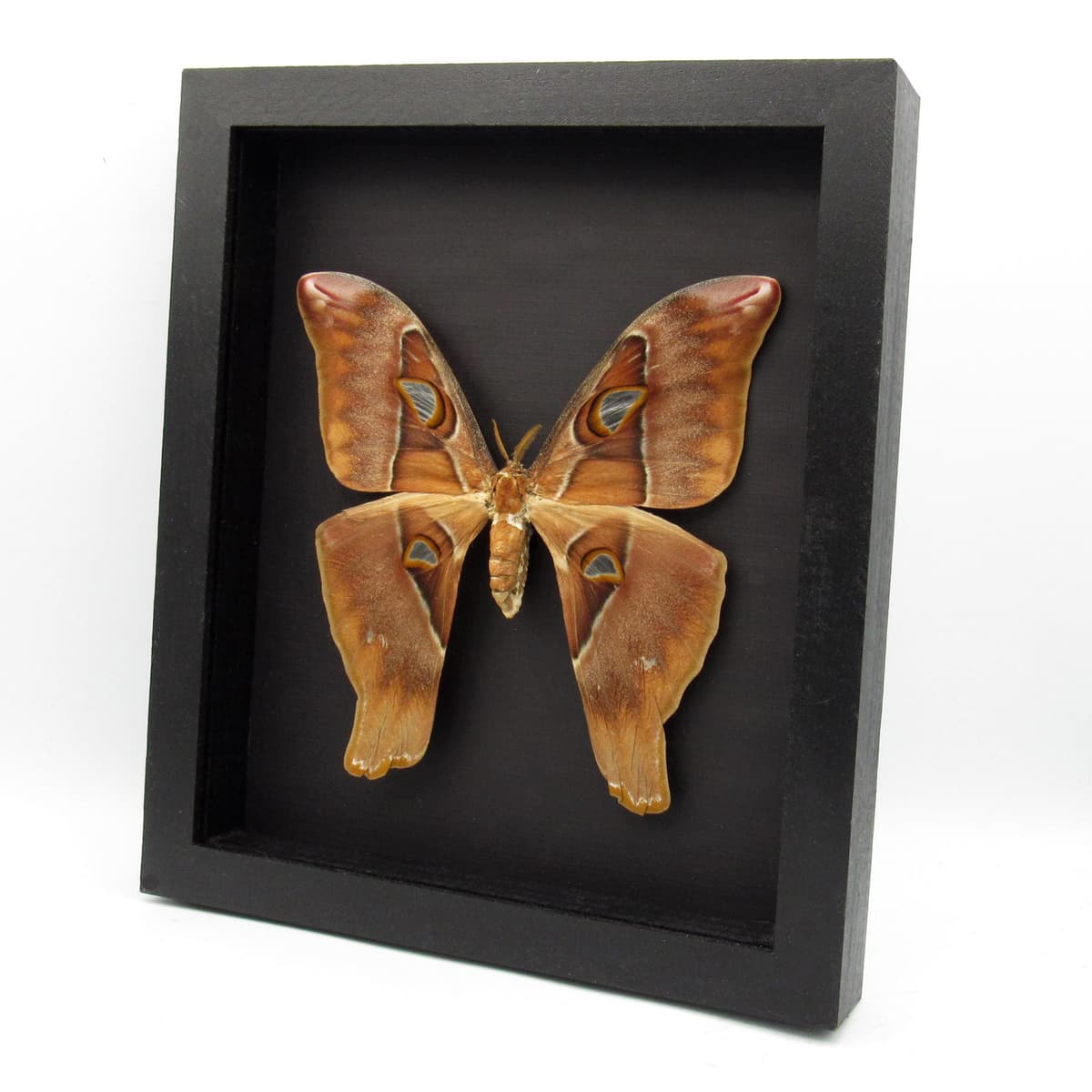 Rare Giant Hercules Atlas moth framed taxidermy - Coscinocera hercules - female - minor repair