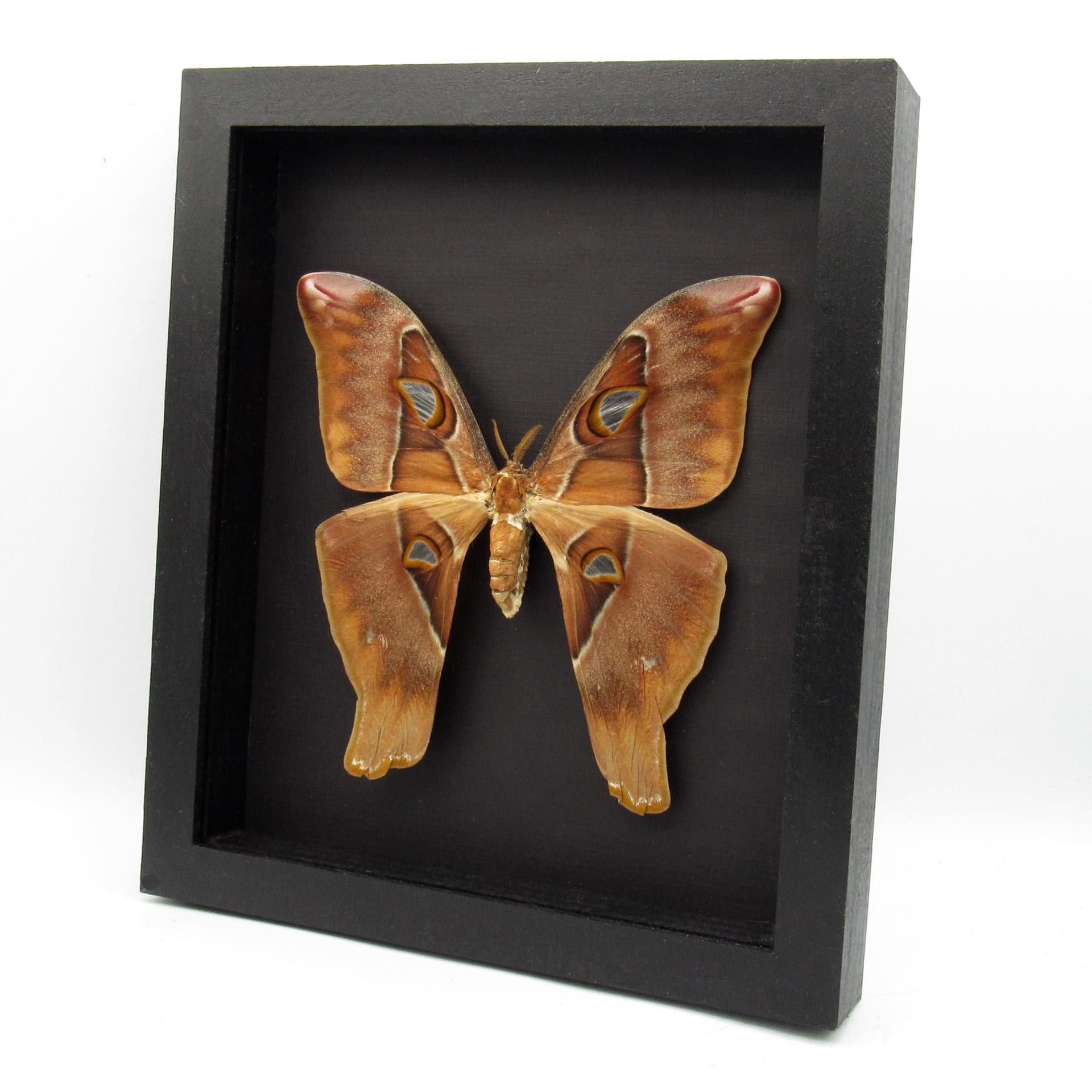 Rare Giant Hercules Atlas moth framed taxidermy - Coscinocera hercules - female - minor repair
