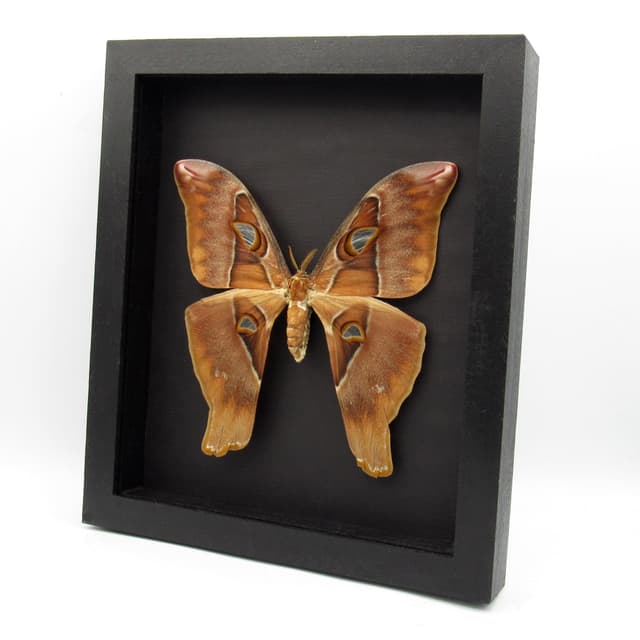 Rare Giant Hercules Atlas moth framed taxidermy - Coscinocera hercules - female - minor repair