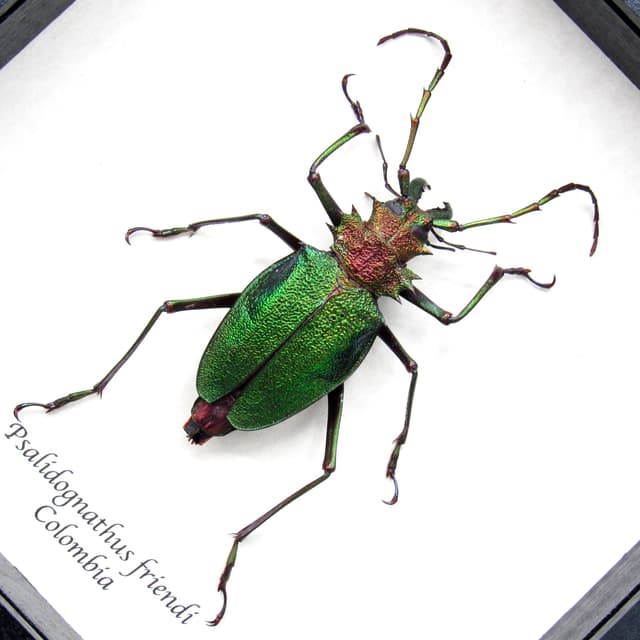 Rare metallic green Longhorn beetle framed taxidermy - Psalidognathus friendi - large female