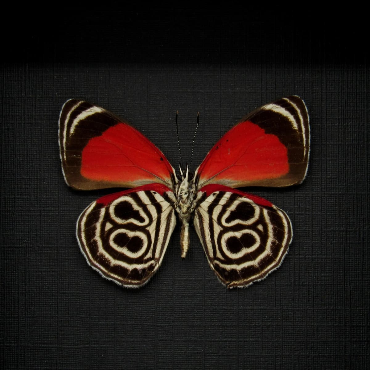 Real Eluina Eighty-eight Butterfly framed taxidermy - Diaethria eluina