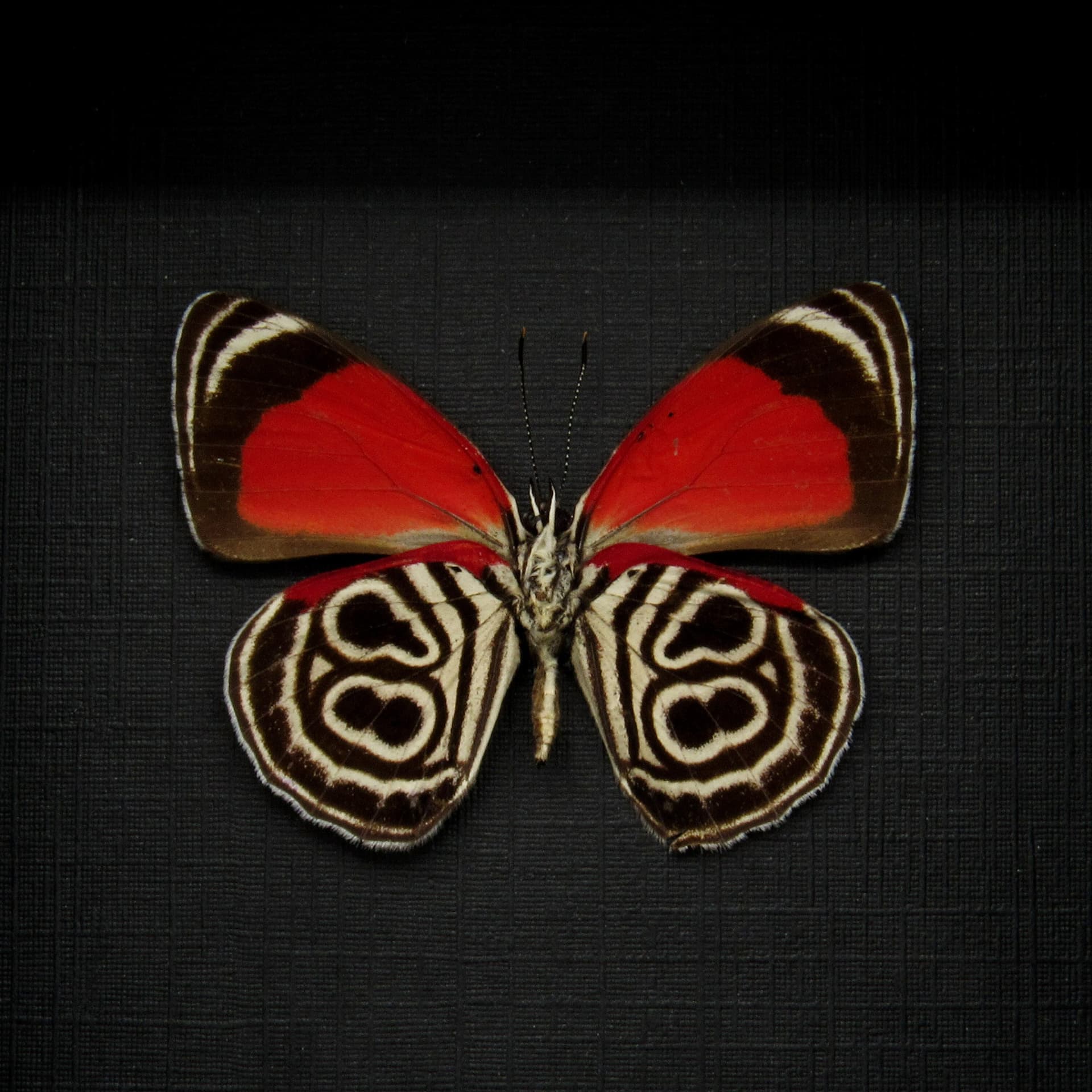 Real Eluina Eighty-eight Butterfly framed taxidermy - Diaethria eluina