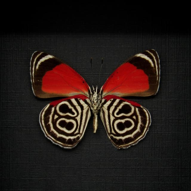 Real Eluina Eighty-eight Butterfly framed taxidermy - Diaethria eluina