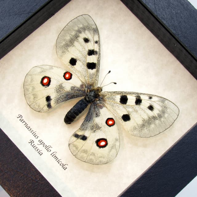 Real XL Snow Apollo butterfly framed taxidermy - Parnassius apollo limicola