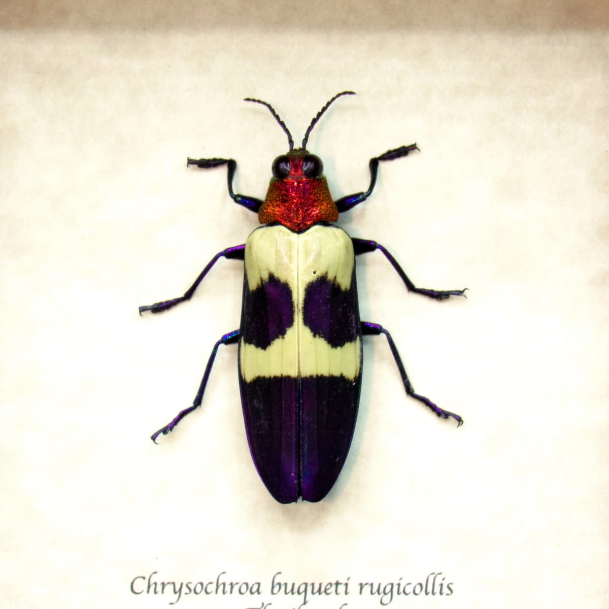 Real metallic purple beetle framed taxidermy - Chrysochroa buqueti rugicollis
