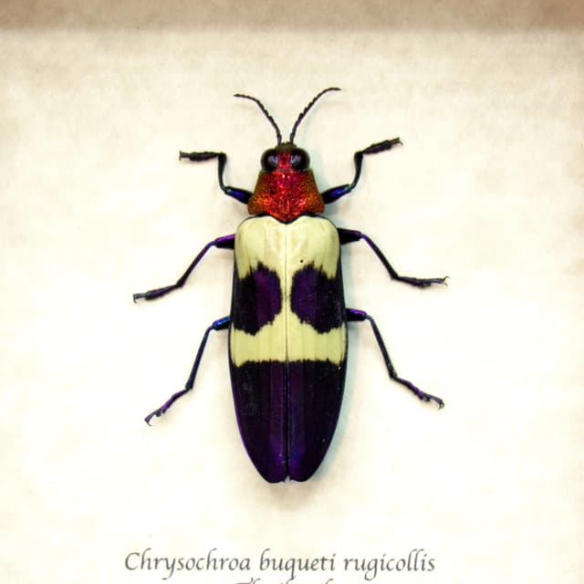 Real metallic purple beetle framed taxidermy - Chrysochroa buqueti rugicollis