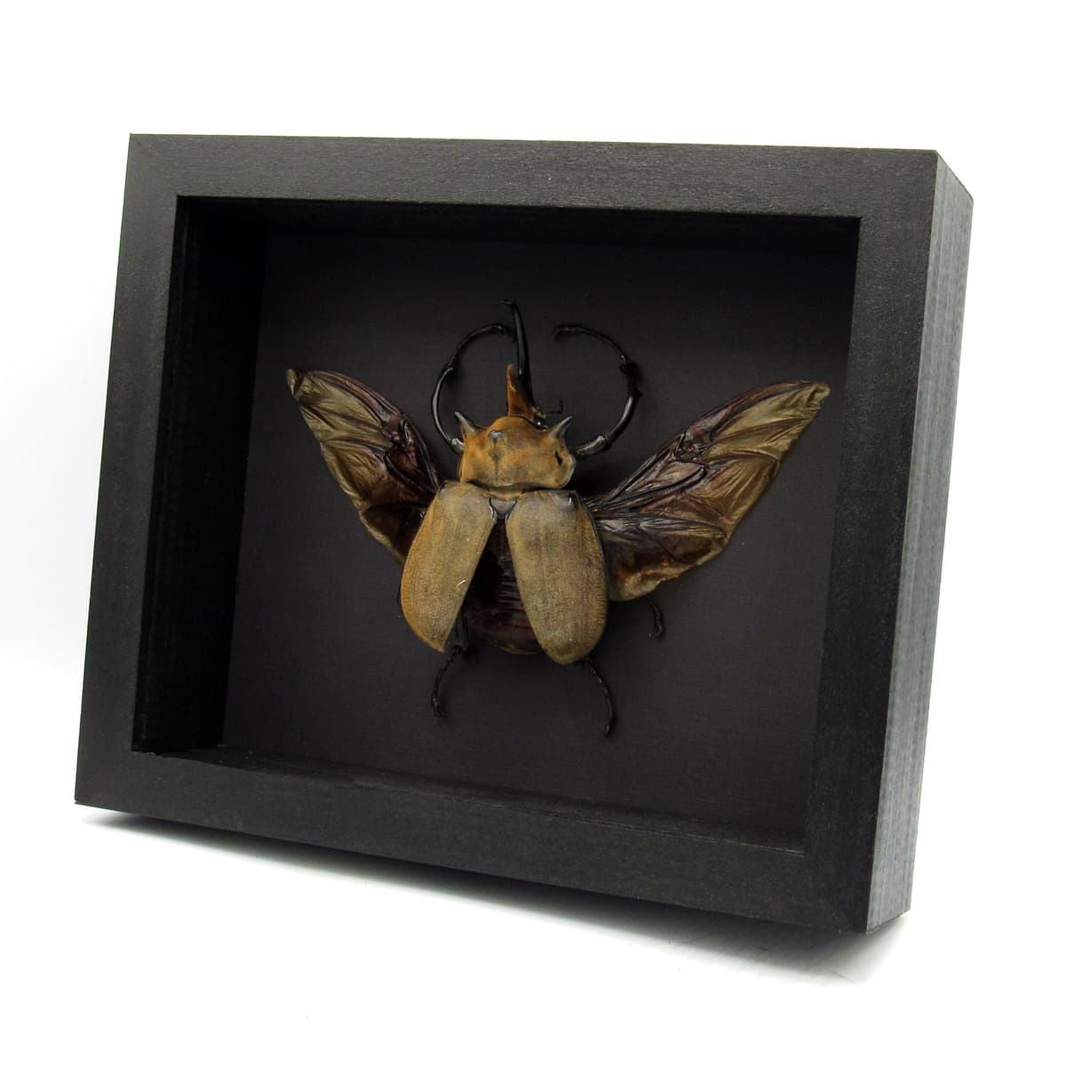 Real XXL Elephant Rhinoceros beetle framed taxidermy - Megasoma elephas