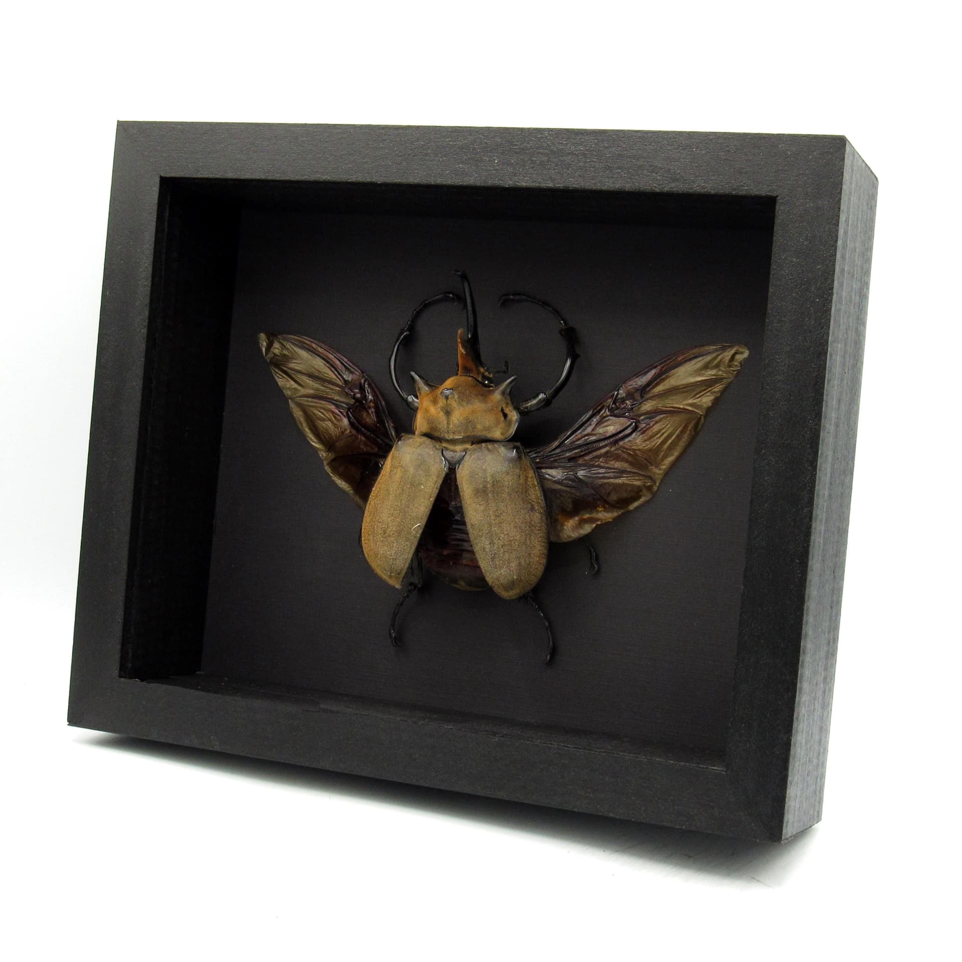 Real XXL Elephant Rhinoceros beetle framed taxidermy - Megasoma elephas