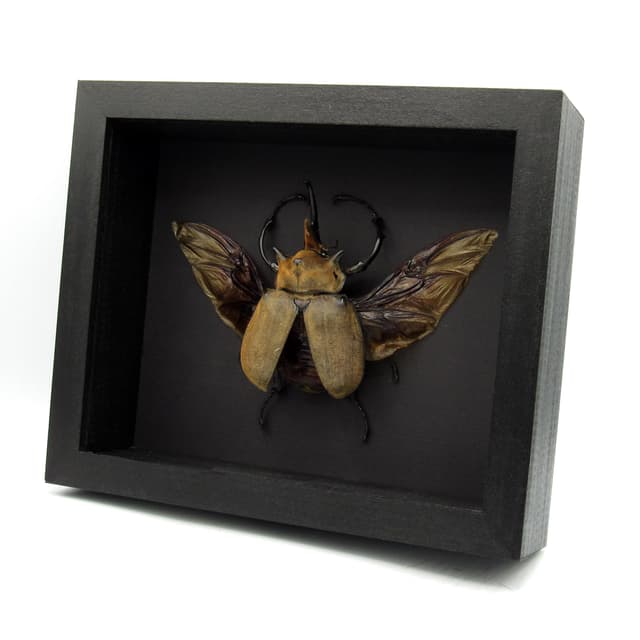 Real XXL Elephant Rhinoceros beetle framed taxidermy - Megasoma elephas