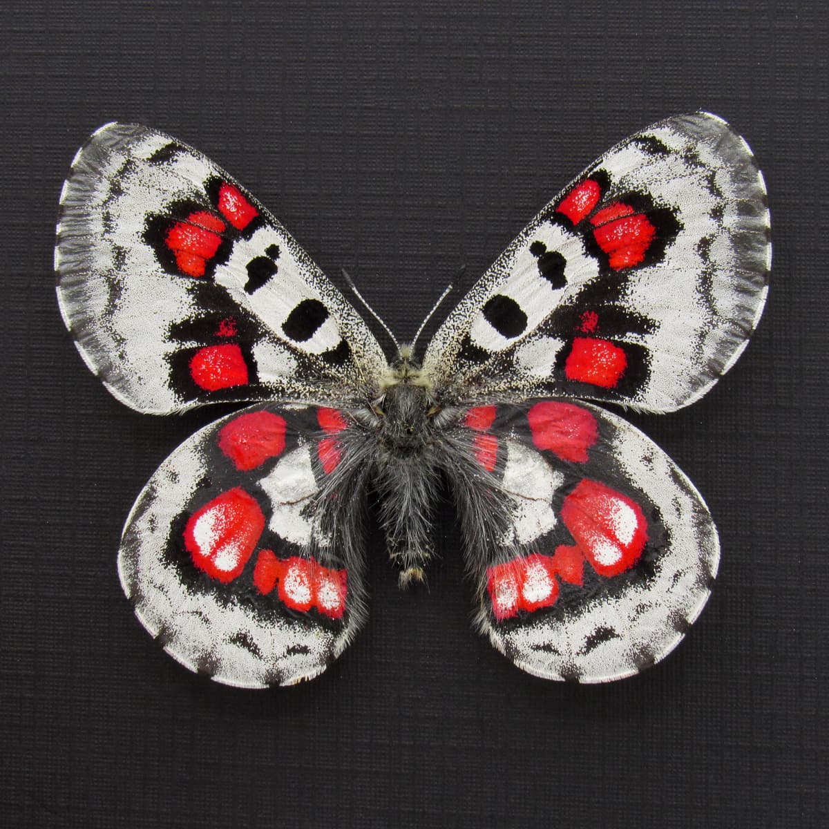 Very rare red Snow Apollo butterfly framed specimen - Parnassius nomion koiwayai