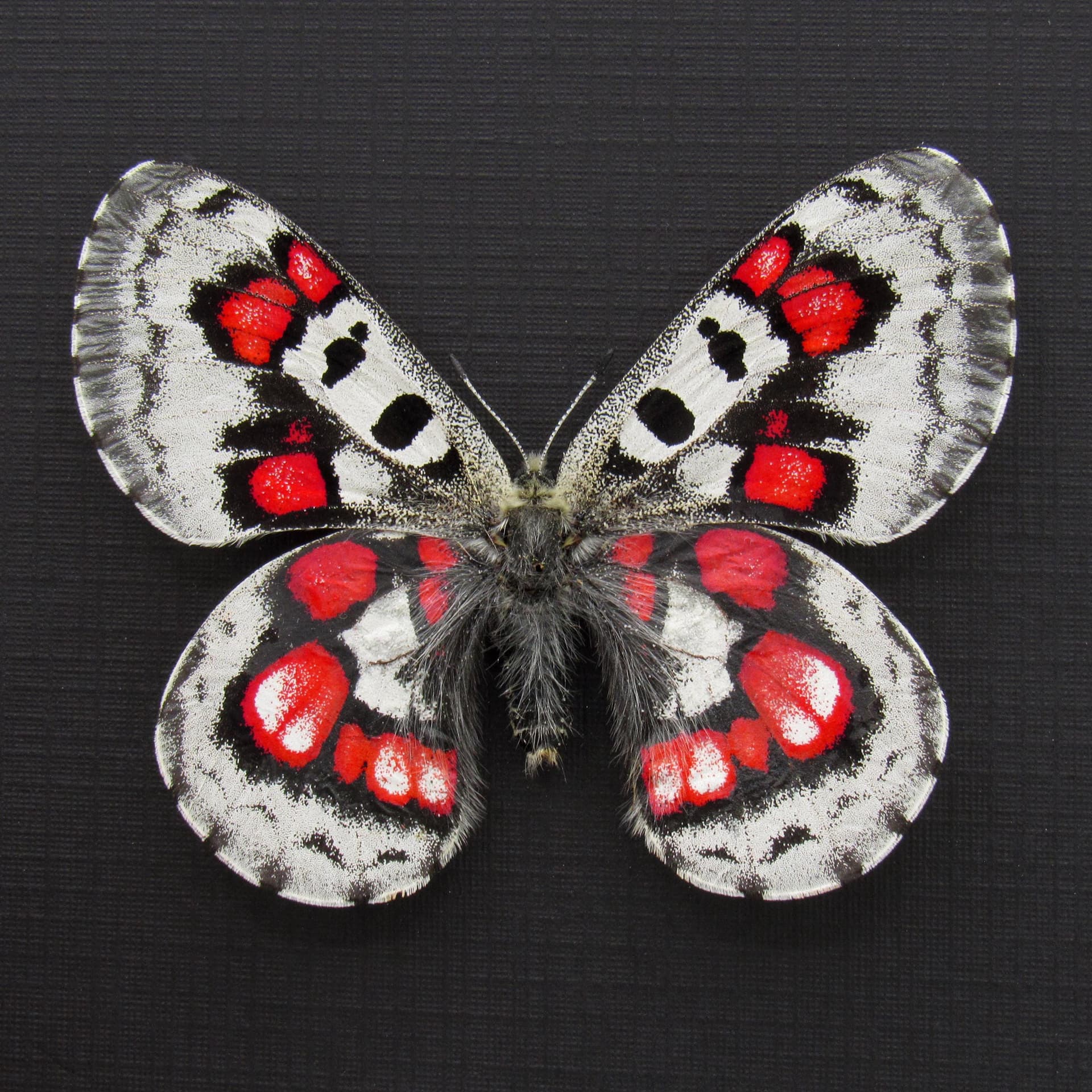 Very rare red Snow Apollo butterfly framed specimen - Parnassius nomion koiwayai
