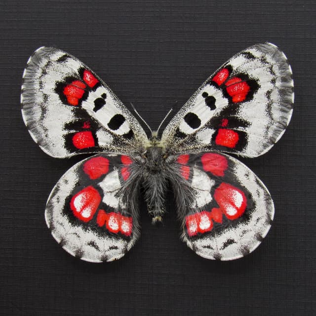 Very rare red Snow Apollo butterfly framed specimen - Parnassius nomion koiwayai
