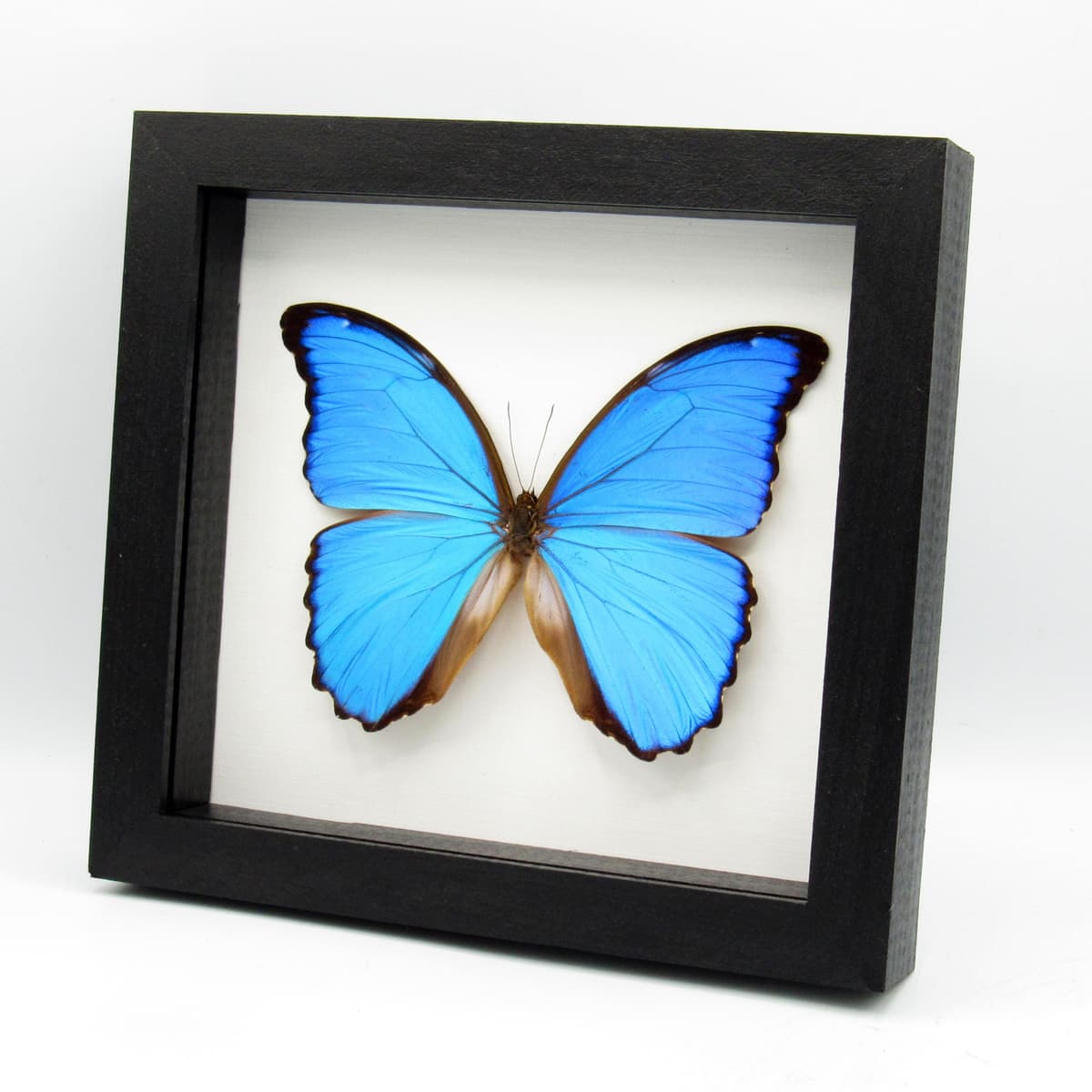 Real XL metallic blue framed butterfly - Morpho menelaus alexandrovna - 5.95 inch wingspan