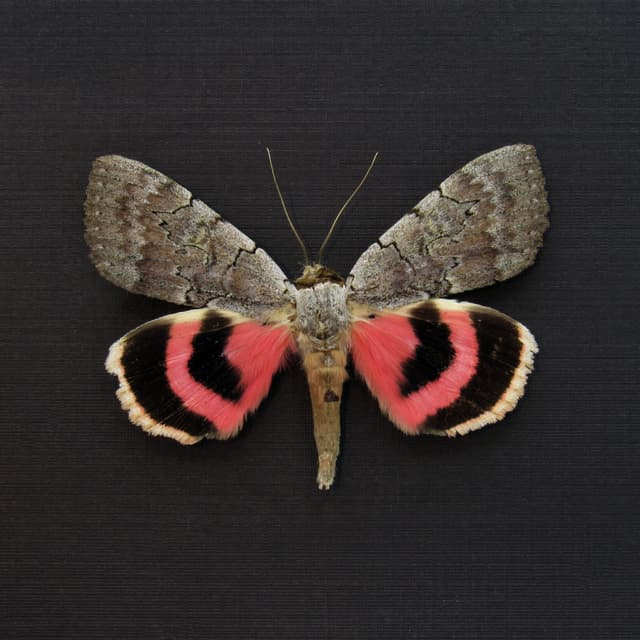 Real pink Sleepy Underwing moth framed taxidermy - Catocala concumbens