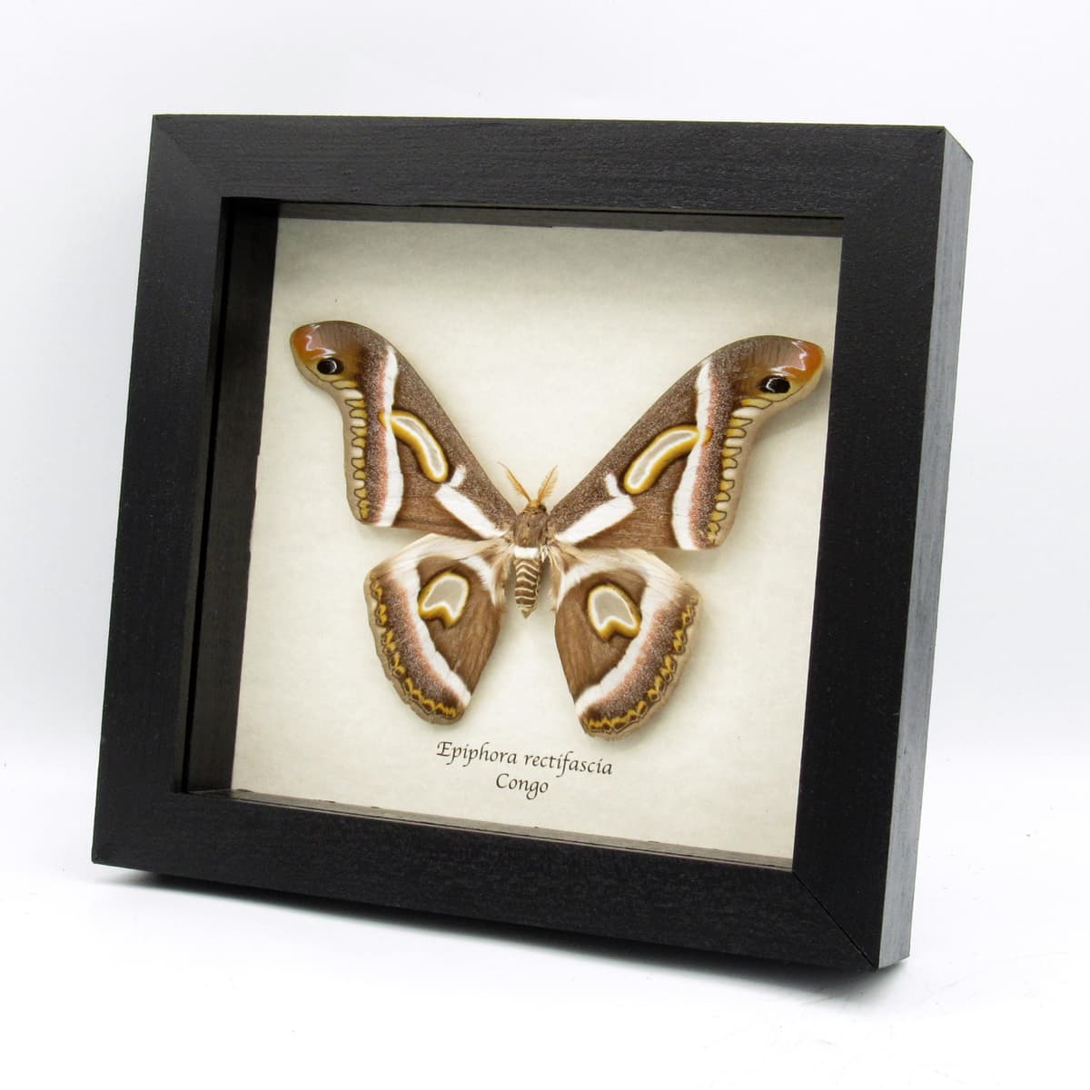 Rare Saturn moth framed taxidermy - Epiphora rectifascia