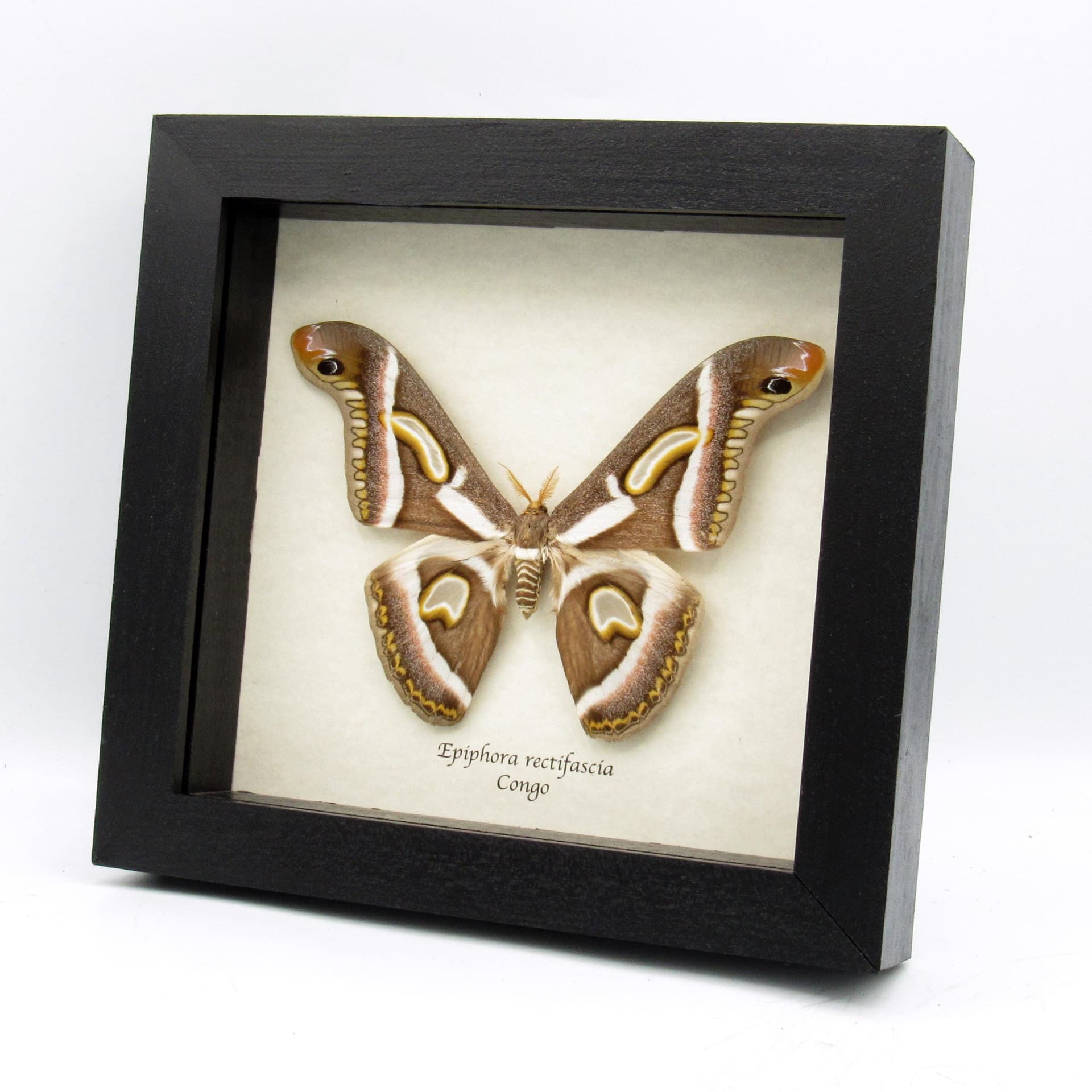 Rare Saturn moth framed taxidermy - Epiphora rectifascia