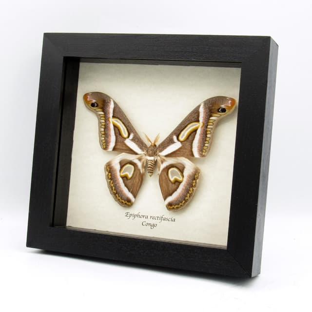 Rare Saturn moth framed taxidermy - Epiphora rectifascia