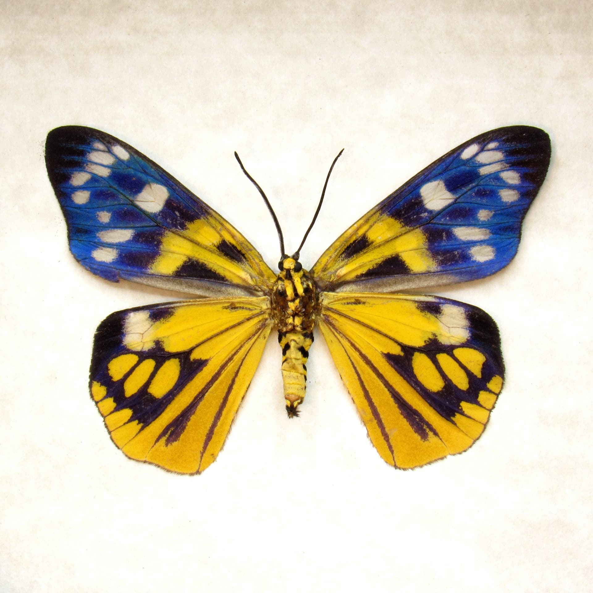 Rare yellow metallic Day Moth framed taxidermy - Psaphis euschemoides