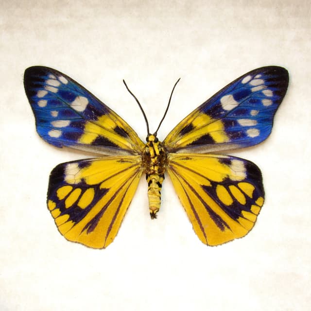 Rare yellow metallic Day Moth framed taxidermy - Psaphis euschemoides