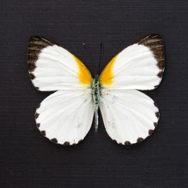 Real white Dotted Border butterfly framed taxideremy - Mylothris rhodope