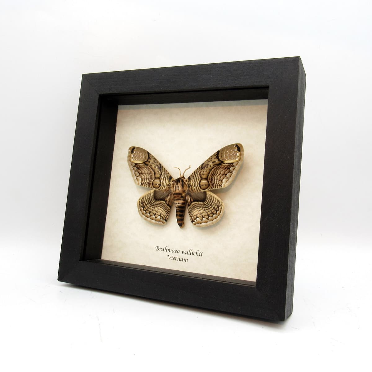 Large Brahmin moth framed taxidermy - Brahmaea wallichii