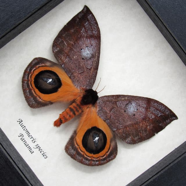 Real Saturn moth framed taxidermy - Automeris species - female