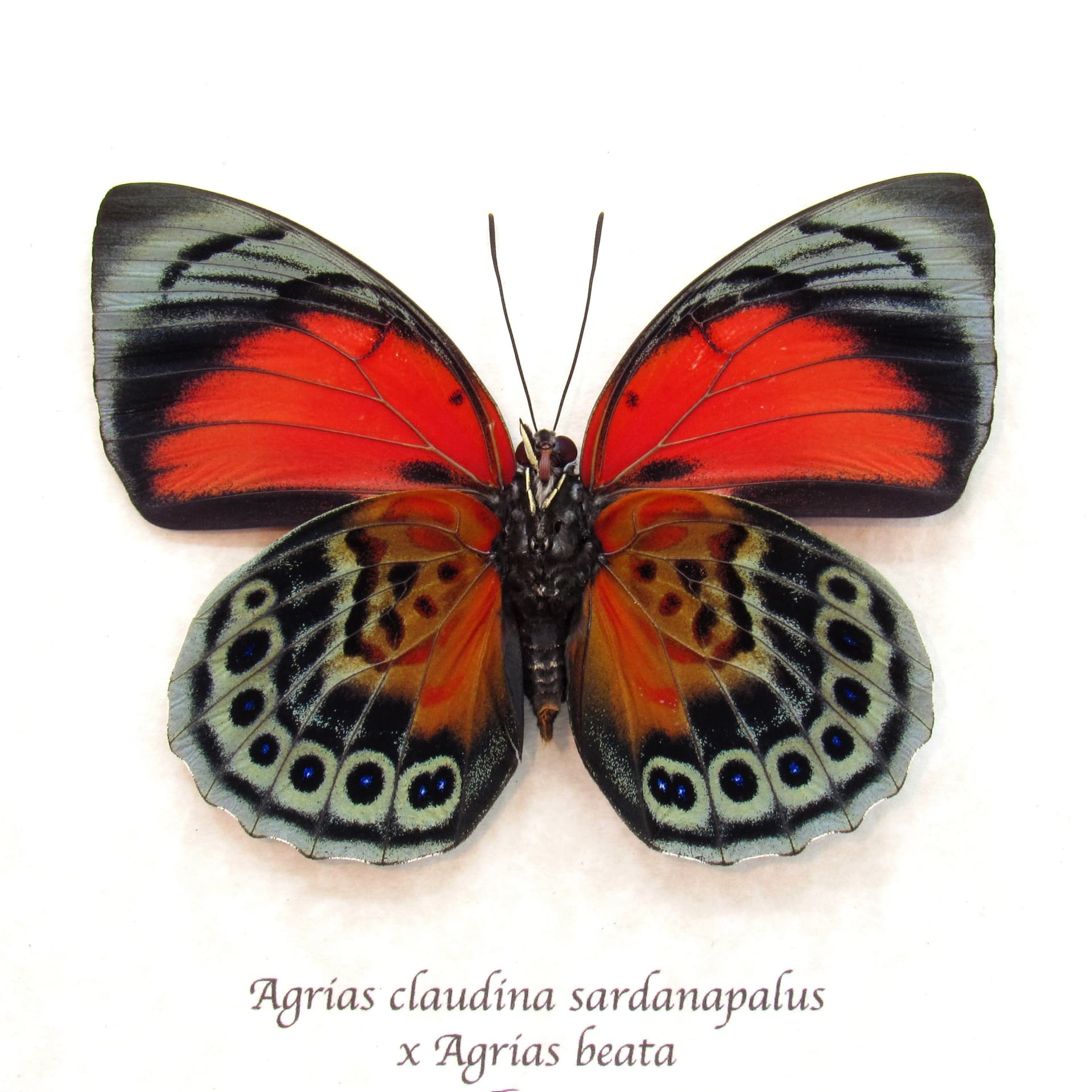 Stunning real hybrid Agrias butterfly framed taxidermy - Agrias claudina sardanapalus x Agrias beata