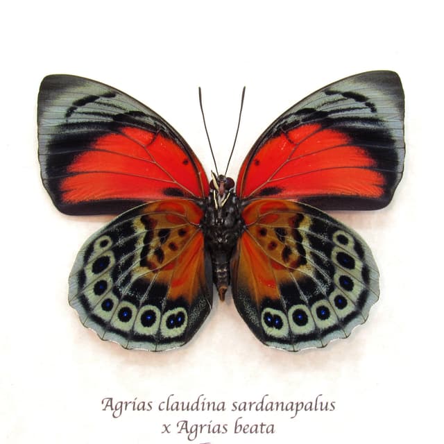 Stunning real hybrid Agrias butterfly framed taxidermy - Agrias claudina sardanapalus x Agrias beata