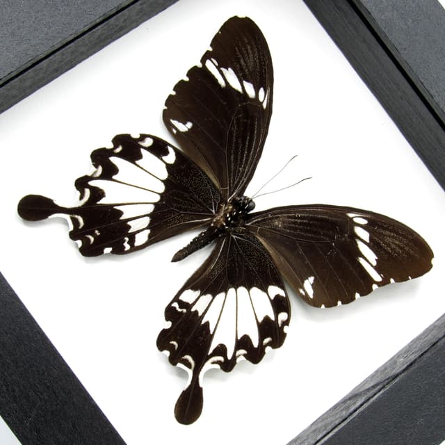 Real Swallowtail butterfly framed taxidermy - Papilio nephelus