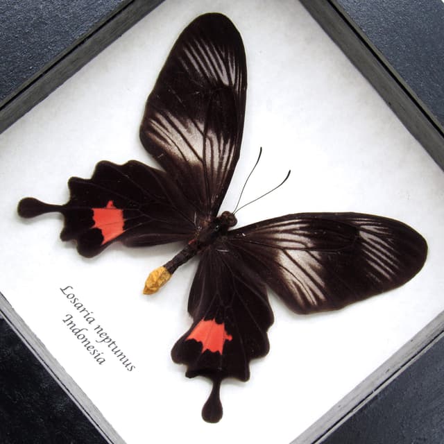 Rare Clubtail butterfly framed taxidermy - Losaria neptunus - female