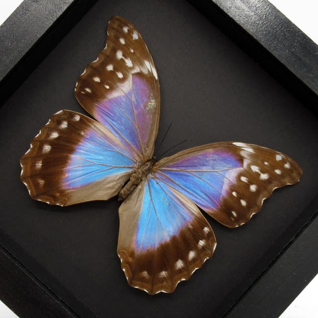 Real giant blue Morpho butterfly framed taxidermy - Morpho didius - female