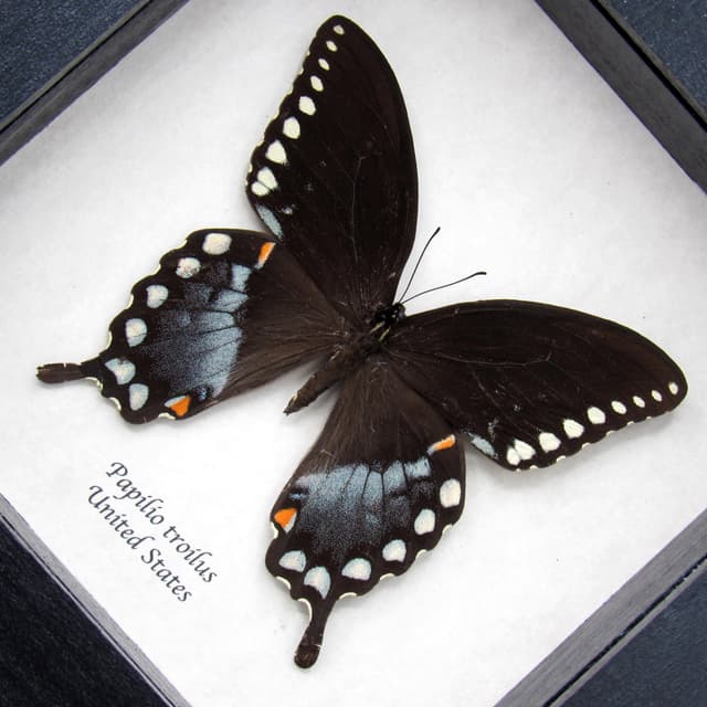 Real Spicebush Swallowtail butterfly framed taxidermy - Papilio troilus